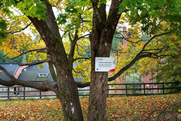 Heijastinpuu kirjaston edustan vaahterassa